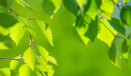 Das Grün junger Blätter – eine hoffnungsvolle Aussicht auf Ostern - Copyright: fotolia