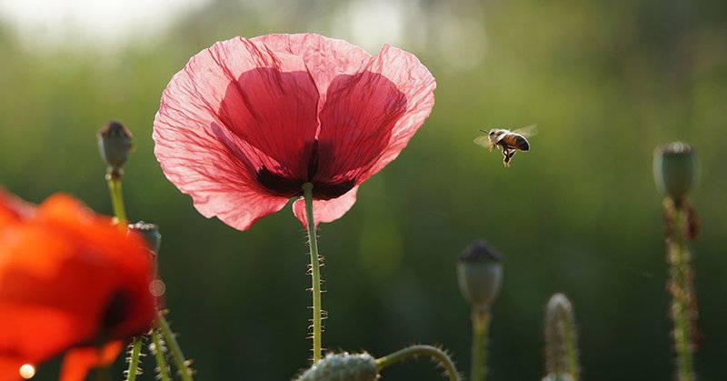 Eine Blume, die von einer Biene angeflogen wird.