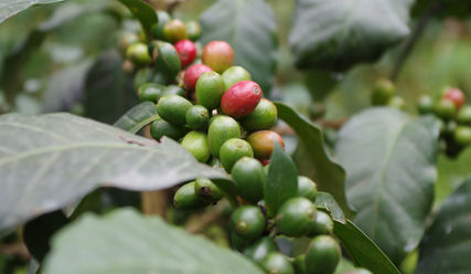 Fair angebauter Kaffee auf einer Plantage am Kilimandscharo in Tansania - Copyright: Brot für die Welt