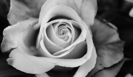 Weiße Blume - Copyright: © Swantje Biehler