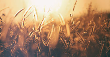 Getreide in der Sonne - Copyright: Unsplash