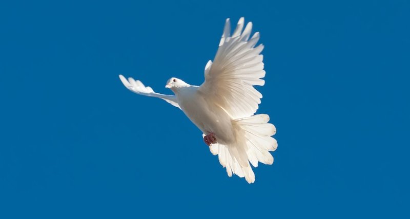 Die Taube ist ein Symbol für den Geist Gottes