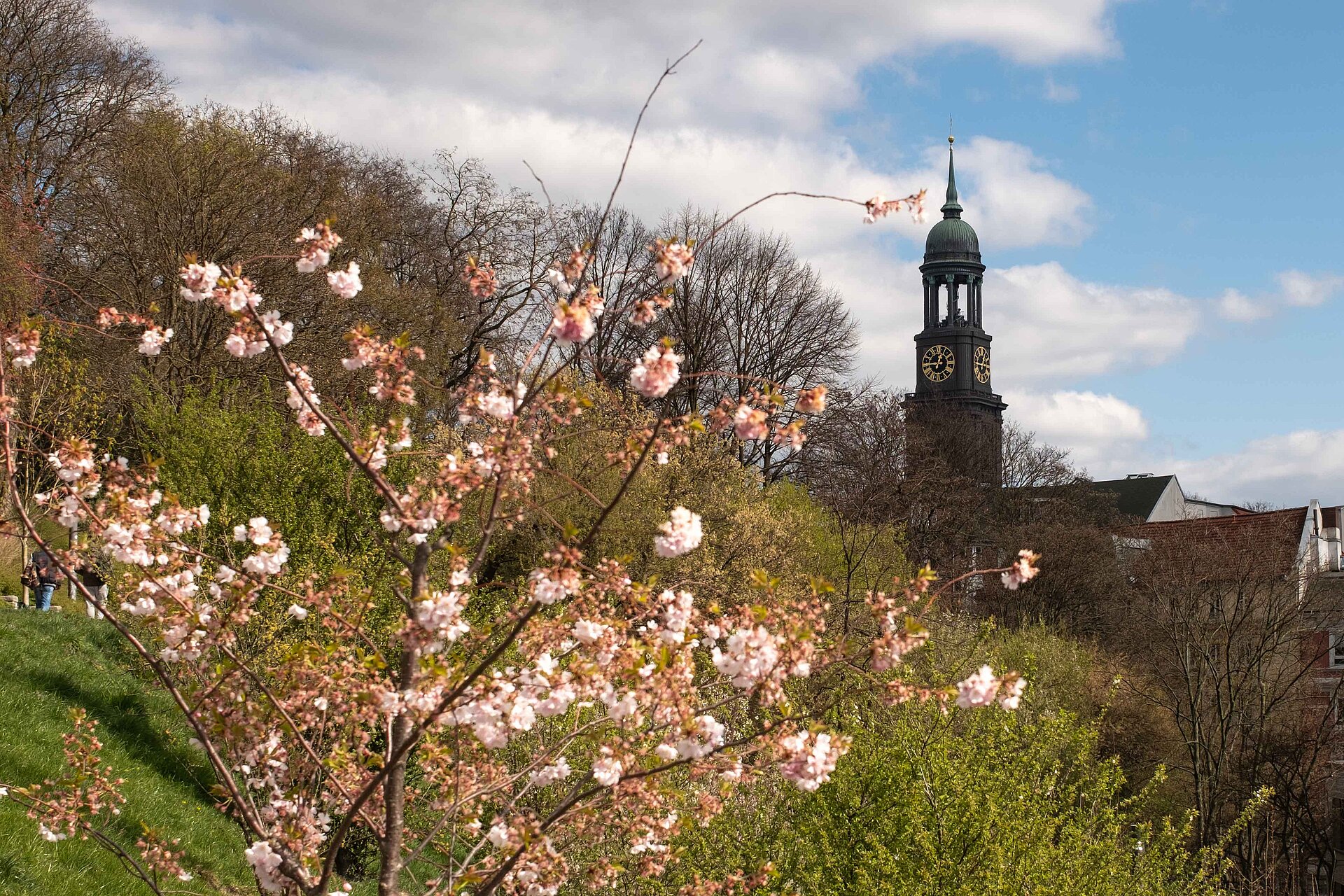Frühlingsstrauch mit Blick auf die Hamburgs Hauptkirche St. Michaelis.