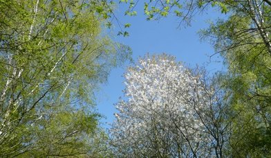 Frühlingslaub und -blüten vor Himmel - Copyright: Rosemarie Schöch