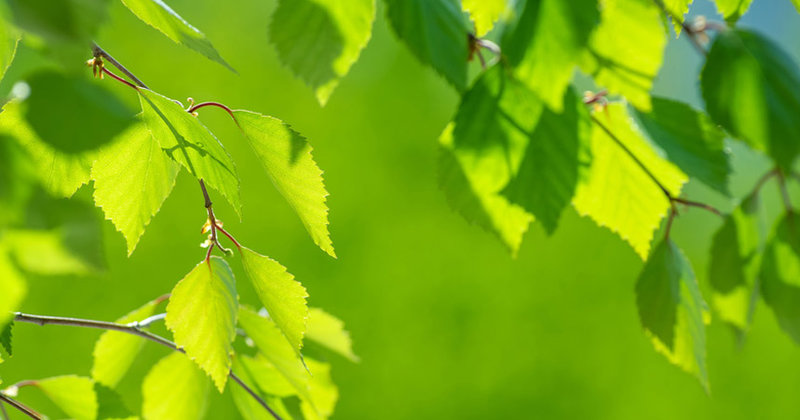 Das Grün junger Blätter – eine hoffnungsvolle Aussicht auf Ostern