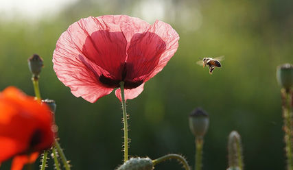 Eine Blume, die von einer Biene angeflogen wird. - Copyright: Jaesung An/Pixabay