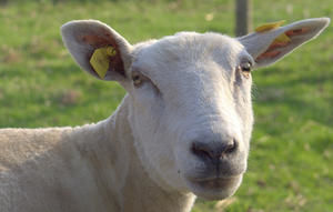 Das Schaf auf Augenhöhe
