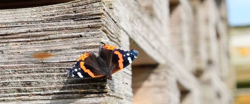 Schmetterling auf Altholz - Copyright: Anne Arnholz