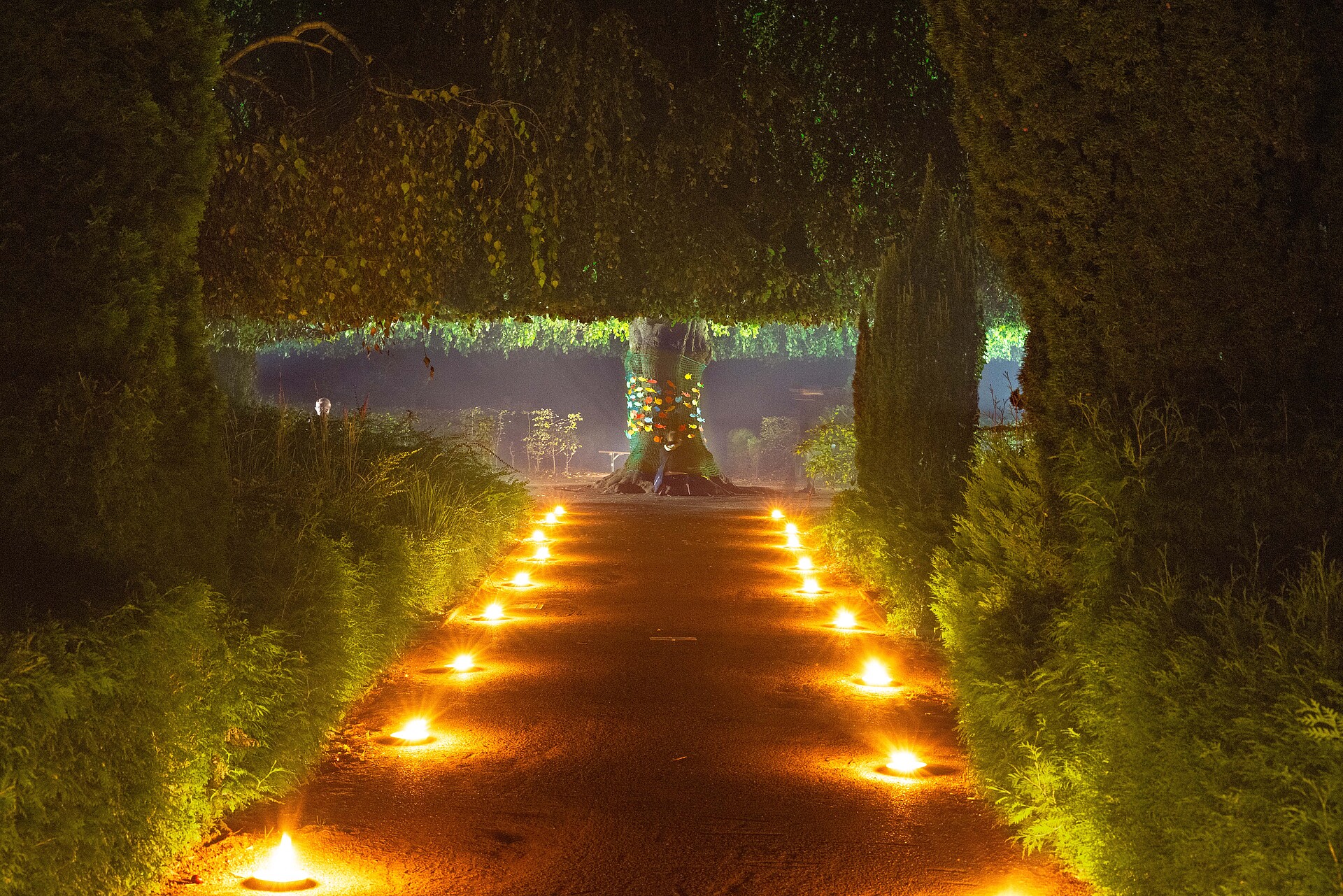 Ein beleuchteter Baum auf einem Friedhof
