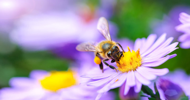 Süßes sammeln: Immer mehr Bienen lockt es in die Stadt, in Gärten und auf Balkone