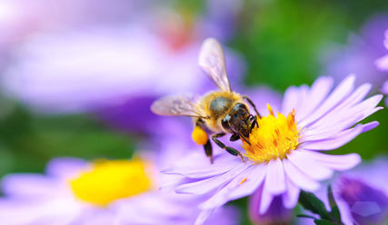 Süßes sammeln: Immer mehr Bienen lockt es in die Stadt, in Gärten und auf Balkone - Copyright: miroslavmisiura/fotolia