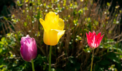 drei Tulpen - Copyright: Sebastian Geiß-Polnau
