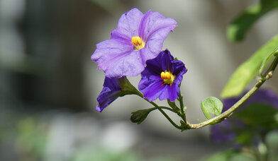 Blume Violett - Copyright: St.H8mann