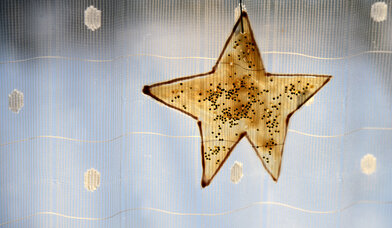 Stern vor einer Gardine - Copyright: Foto: Lotz
