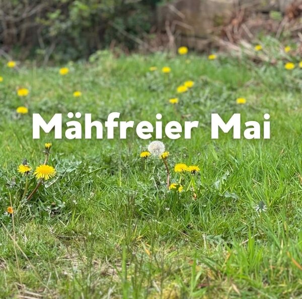 Mähfreier Mai - Copyright: Öko-Info
