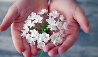 Blume in Händen - Copyright: pixabay