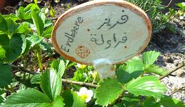 Schild im Beet mit der Bezeichnung 'Erdbeere' auf Deutsch und Arabisch