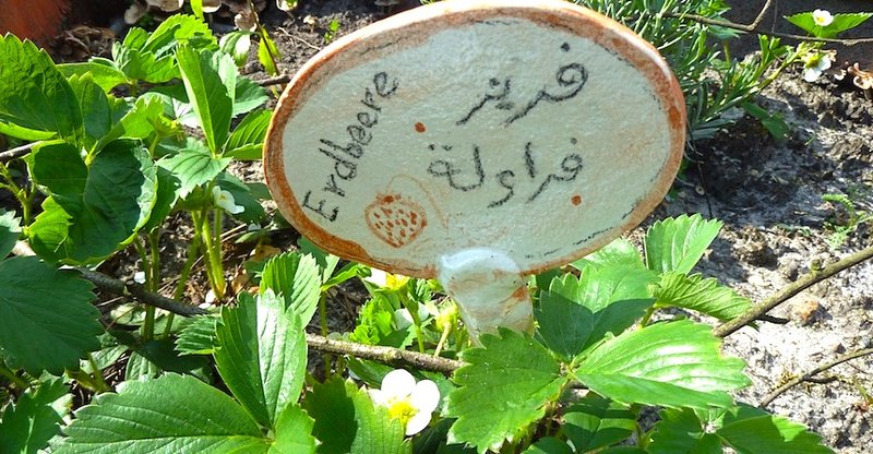 Schild im Beet mit der Bezeichnung "Erdbeere" auf Deutsch und Arabisch