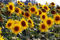 Sonneblumen - Copyright: Pixabay