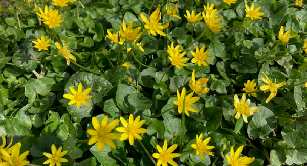 gelbe Frühlingsblumen - Copyright: KG Hoisbüttel