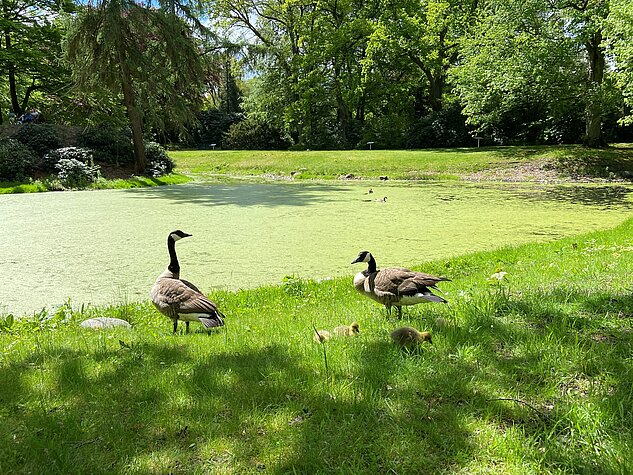 Kanadagänse mit ihren Küken auf Futtersuche am Ufer des Südteichs