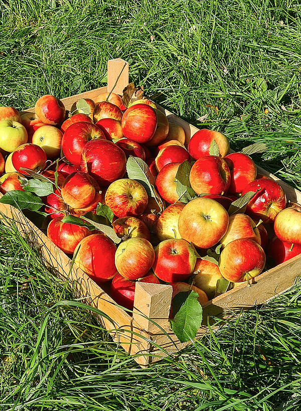 Ein Korb voll gesammelter Äpfel