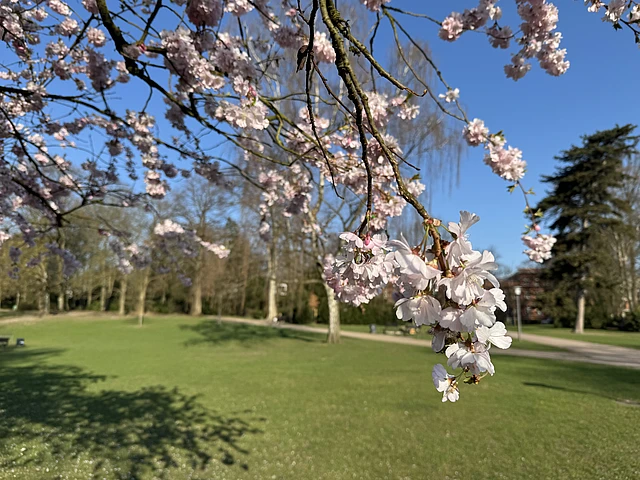 Kirschblüten im Eppendorfer Park
