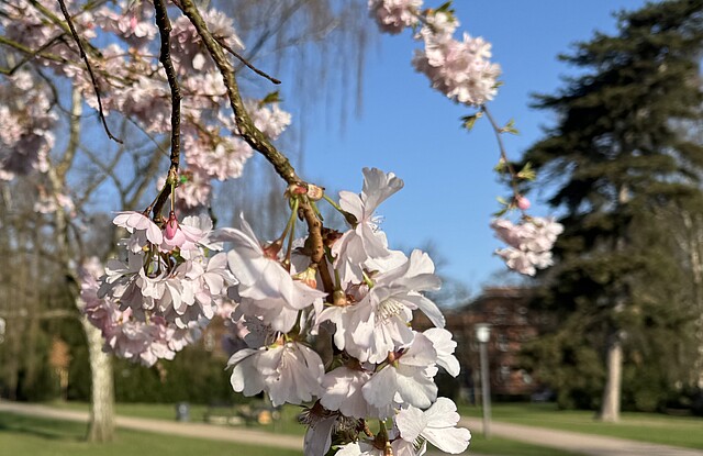 Kirschblüten im Eppendorfer Park