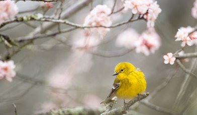 Vogel im blühenden Baum - Copyright: Unsplash