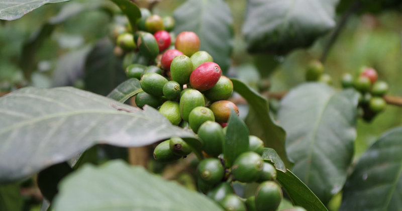 Fair angebauter Kaffee auf einer Plantage am Kilimandscharo in Tansania