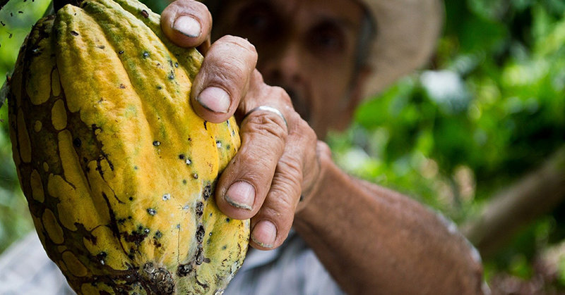 Fair Trade ist für viele Produzenten, wie diesen Kakao-Bauer, die einzige Chance, einen guten Preis für ihre Ware zu erhalten.
