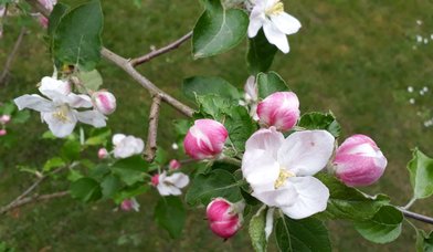 Apfelblüten - Copyright: Rosemarie Schöch