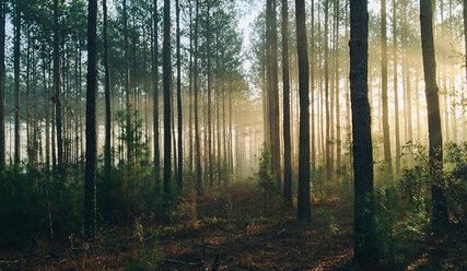 Wald bei Sonnenaufgang - Copyright: Unsplash