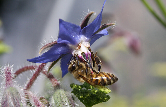 Bienen sammeln Nektar im LutherGarten