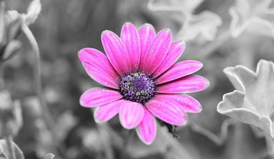 Blume, lila vor grauem Hintergrund - Copyright: Marion Mathes
