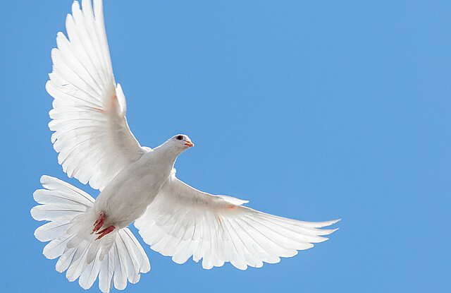 Weiße Taube fliegt im blauen Himmel.
