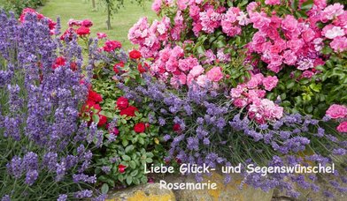 Rosen und Lavendel - Copyright: Rosemarie Schöch