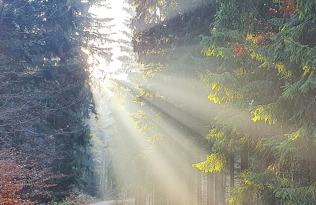 Ein Waldweg durch einen Nadelwald im Herbst