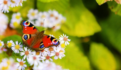Blüte mit Schmetterling - Copyright: Gemeindebriefdruckerei