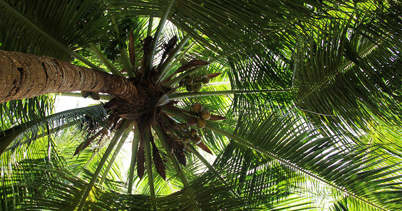 Was hat Palmsonntag mit der Palme zu tun? - © Pixabay / Peggy und Marco Lachmann-Anke
