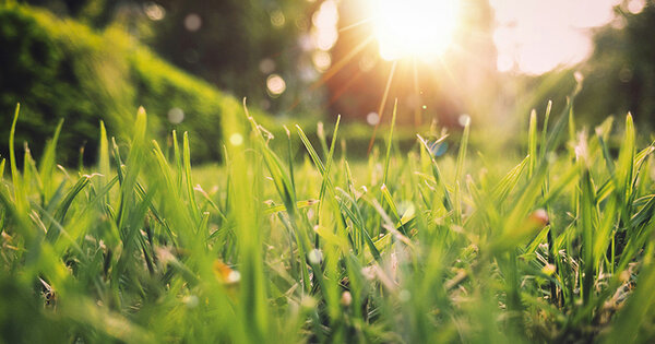 Gras mit Tau und Sonnenlicht - Copyright: Unsplash