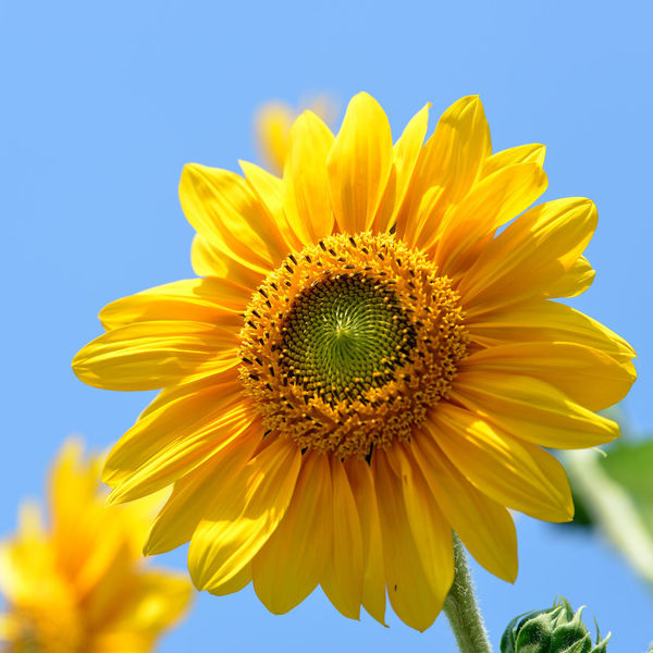 Sonnenblumen - Copyright: Lotz