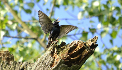 Singender Vogel - Copyright: pixabay