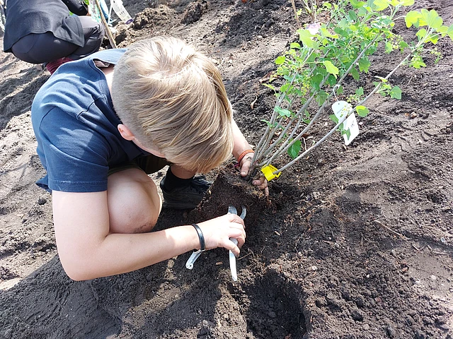 Krokusse im Frühling vor der St.-Paulus-Kirche Heimfeld 