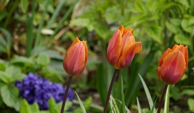 Blühende Tulpen - Copyright: Rosemarie Schöch