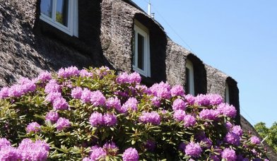 Rhododendron am Gemeindehaus - Copyright: Archiv St. Johannis zu Curslack