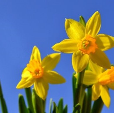 Frühlingsblumen in gelb vor blauem Himmel